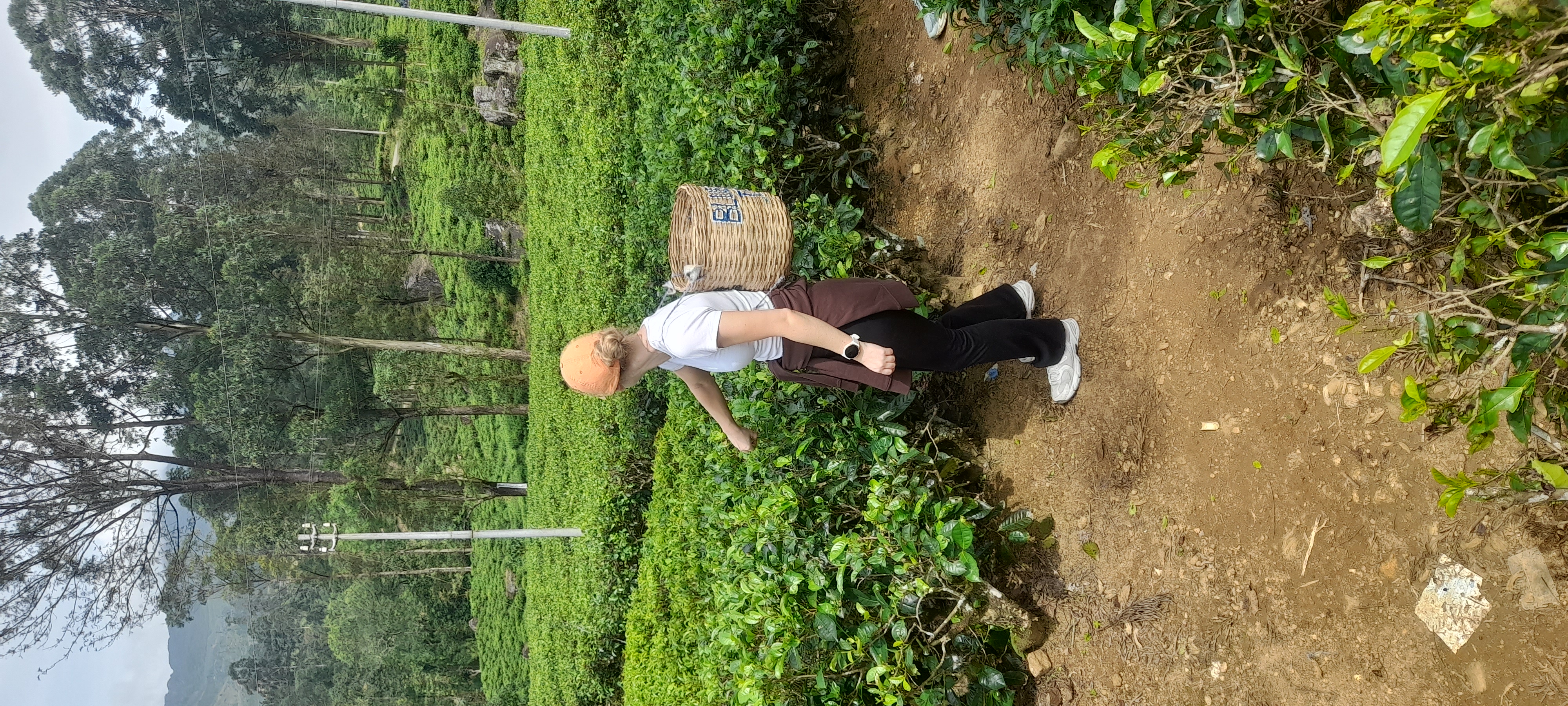 Sri Lanka's Tea Plantations: A Journey Through Emerald Hills